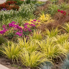 Tatarak trawiasty GOLDEN DELIGHT - acorus gramineus