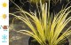 Tatarak trawiasty GOLDEN DELIGHT - acorus gramineus
