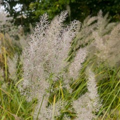 Trzcinnik KRÓTKOWŁOSY - Calamagrostis brachytricha