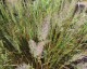 Trzcinnik KRÓTKOWŁOSY - Calamagrostis brachytricha