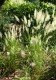 Trzcinnik KRÓTKOWŁOSY - Calamagrostis brachytricha