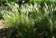 Trzcinnik KRÓTKOWŁOSY - Calamagrostis brachytricha