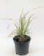 Trzcinnik KRÓTKOWŁOSY - Calamagrostis brachytricha