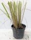 Trzcinnik KRÓTKOWŁOSY - Calamagrostis brachytricha