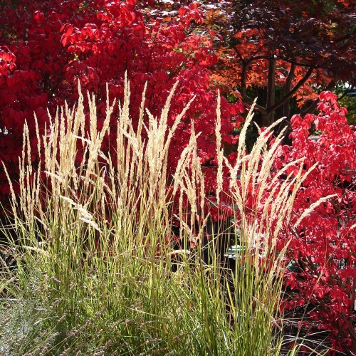 Trzcinnik ostrokwiatowy KARL FOERSTER - sadzonka 2 l