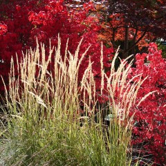 Trzcinnik ostrokwiatowy KARL FOERSTER - sadzonka 2 l