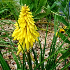 Trytoma POCO YELLOW groniasta kniphofia płonąca pochodnia