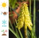 Trytoma POCO YELLOW groniasta kniphofia płonąca pochodnia