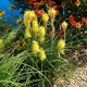 Trytoma POCO YELLOW groniasta kniphofia płonąca pochodnia