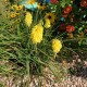Trytoma POCO YELLOW groniasta kniphofia płonąca pochodnia
