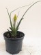 Trytoma POCO YELLOW groniasta kniphofia płonąca pochodnia