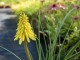 Trytoma POCO YELLOW groniasta kniphofia płonąca pochodnia