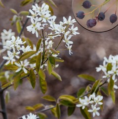 Świdośliwa SMOKY olcholistna - sadzonki drzewo