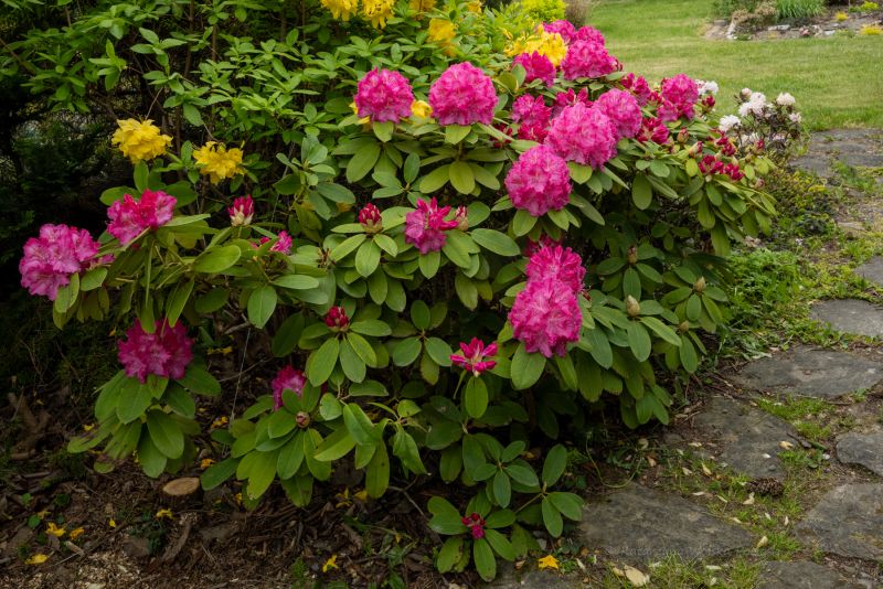 Helliki Rhodo 🛒 Rhododendron różanecznik HELLIKKI sadzonki - fiński mrozoodporny ...