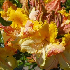 Azalia wielkokwiatowa pomarańczowa MAYARO - sadzonka