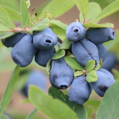 Jagoda kamczacka STRAWBERRY SENSATION borówka kaukaska - sadzonki 2, 3 letnie